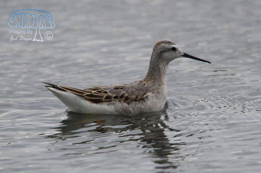 Wilson's Phalarope - Phalaropus tricolor