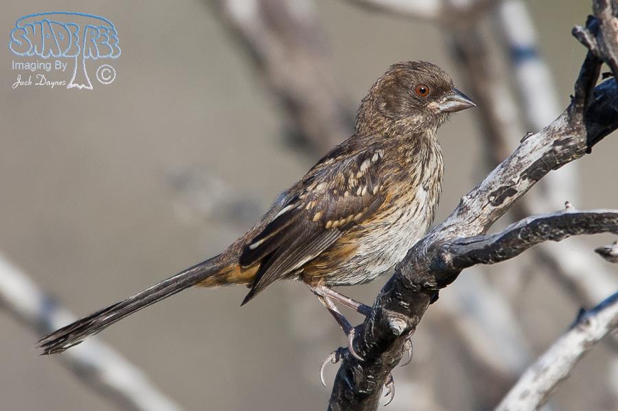 Spotted Towhee - Pipilo maculatus
