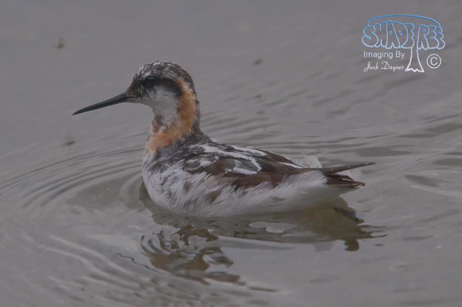 Red-Necked Phalarope - Phalaropus lobatus