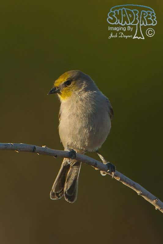Verdin - Auriparus flaviceps