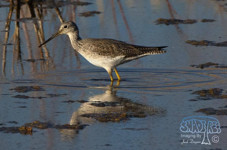 Greater Yellowlegs - Tringa melanoleuca