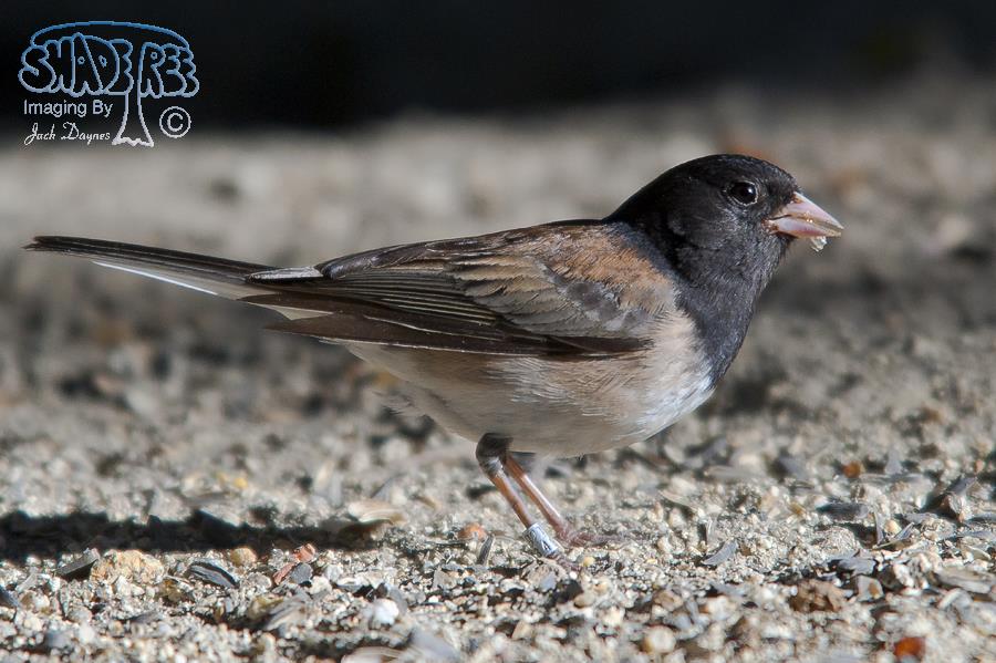 Dark-eyed Junco - Junco hyemalis