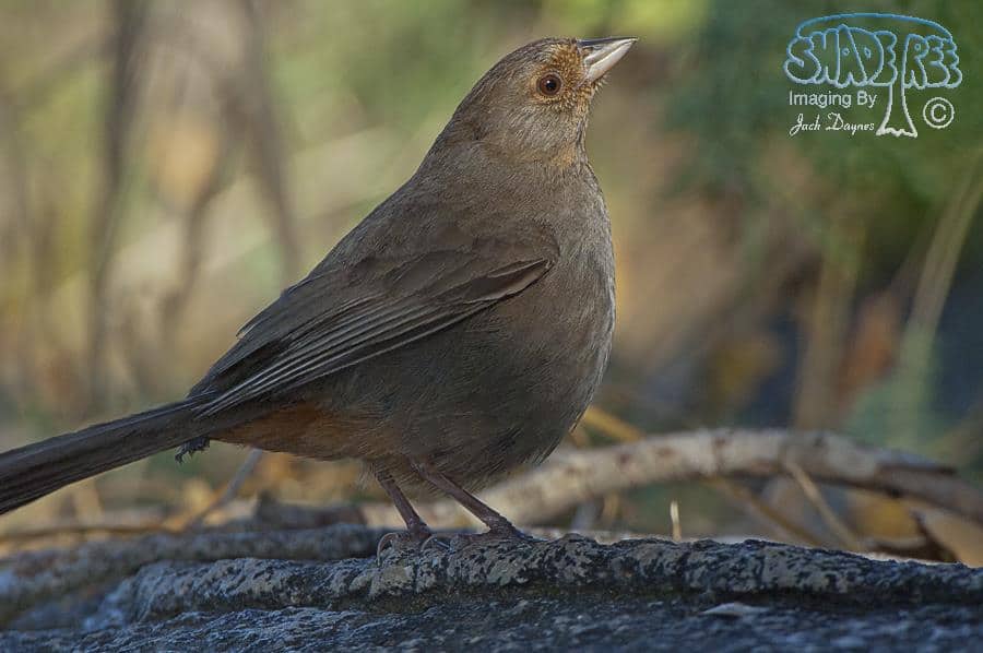 California Towhee - Pipilo crissalis
