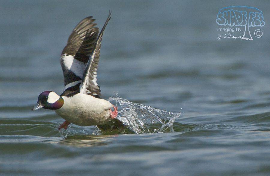 Bufflehead - Bucephala albeola