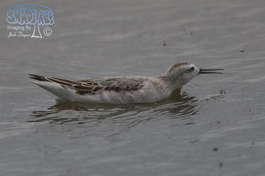 Wilson's Phalarope - Phalaropus tricolor