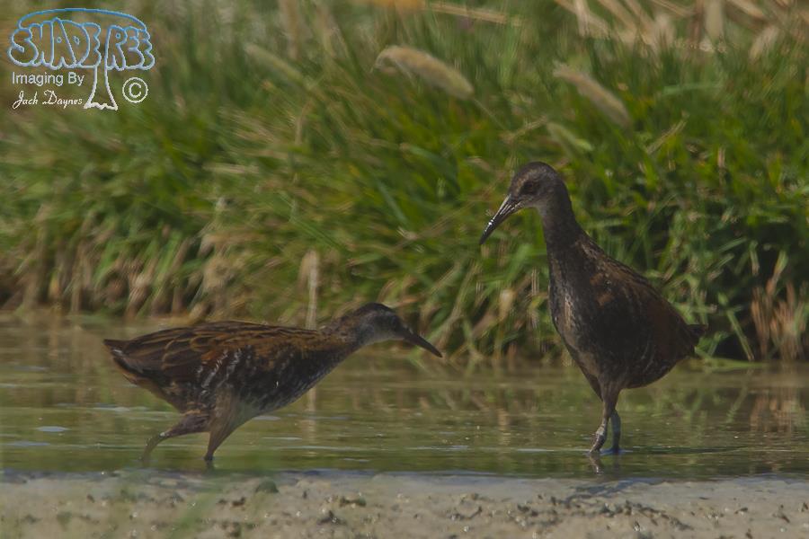 Virginia Rail - Rallus limicola