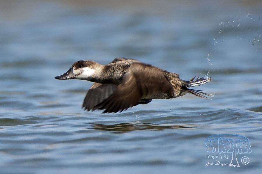Ruddy Duck - Oxyura jamaicensis