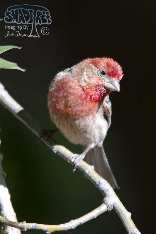 House Finch - Haemorhous mexicanus