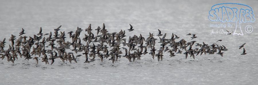 Red-Necked Phalarope - Phalaropus lobatus