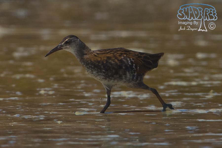 Virginia Rail - Rallus limicola