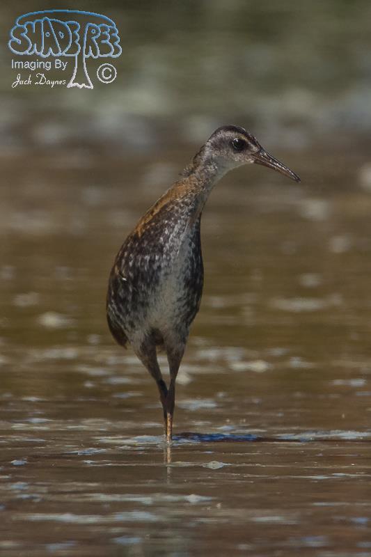 Virginia Rail - Rallus limicola