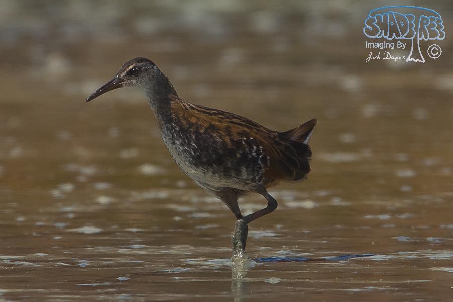Virginia Rail - Rallus limicola