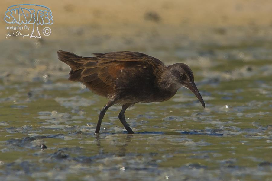 Virginia Rail - Rallus limicola