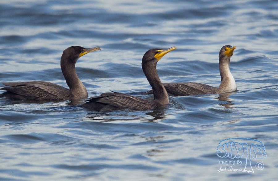 Double-Crested Cormorant - Phalacrocorax auritus