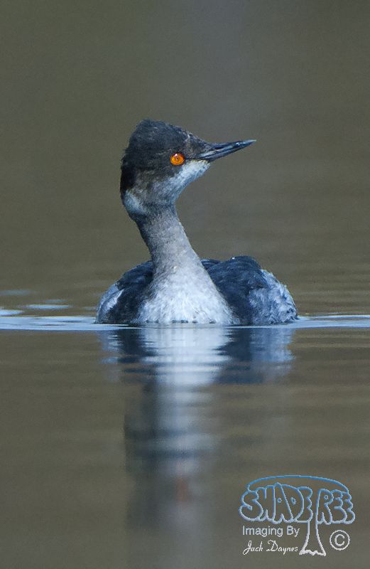 Eared Grebe - Podiceps nigricollis