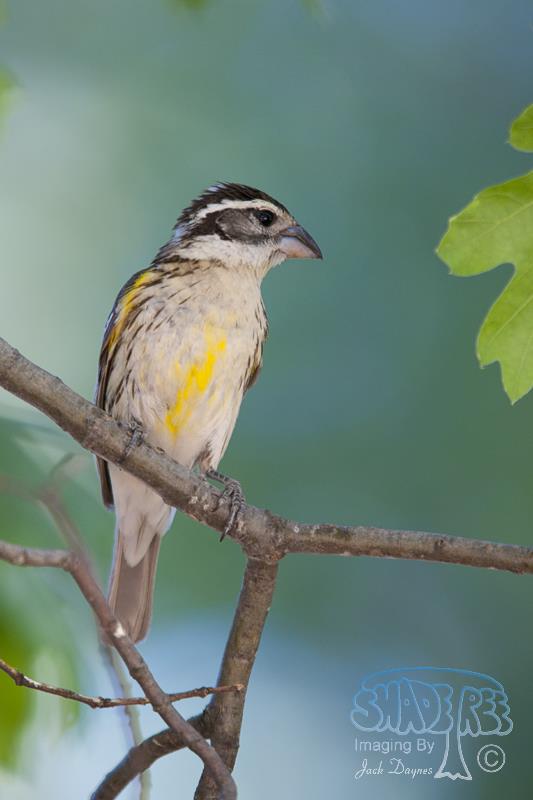 Black-Headed Grosbeak - Pheucticus melanocephalus