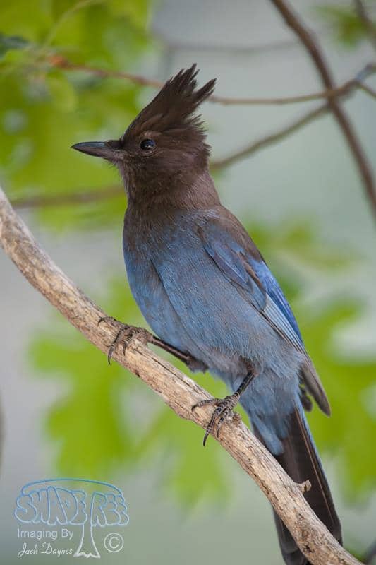 Steller's Jay - Cyanocitta stelleri