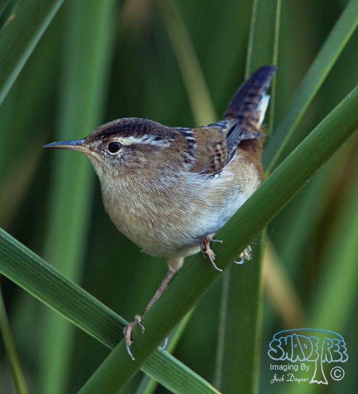 Marsh Wren - Cistothorus palustris