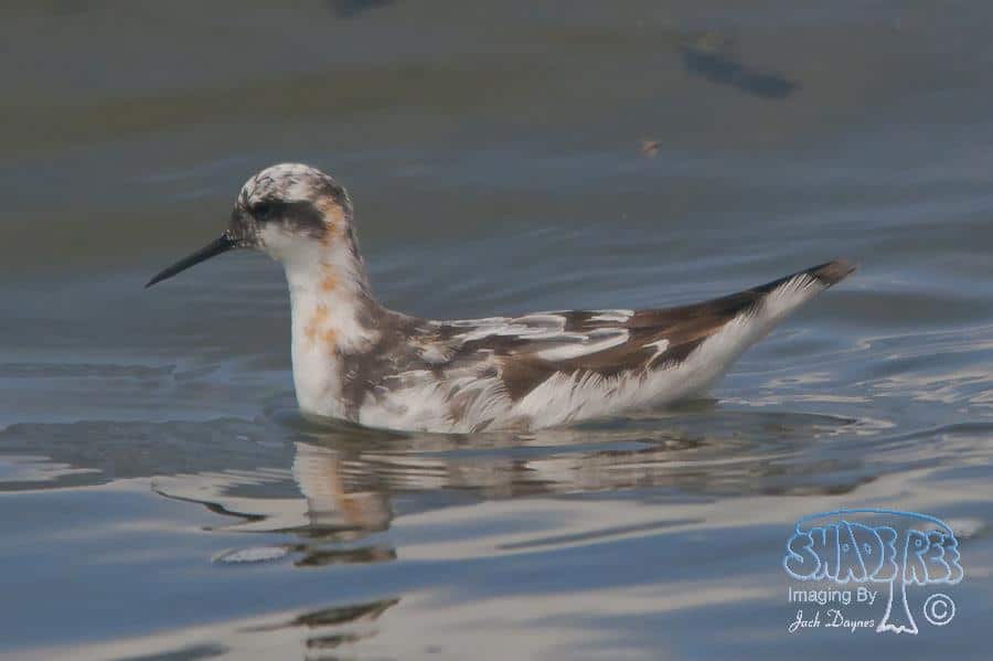 Red-Necked Phalarope - Phalaropus lobatus