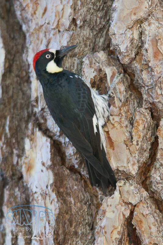 Acorn Woodpecker - Melanerpes formicivorus