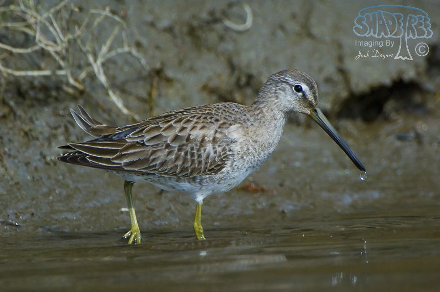 Short-Billed Dowitcher - Limnodromus griseus