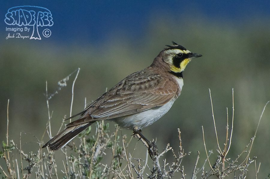 Horned Lark - Eremophila alpestris