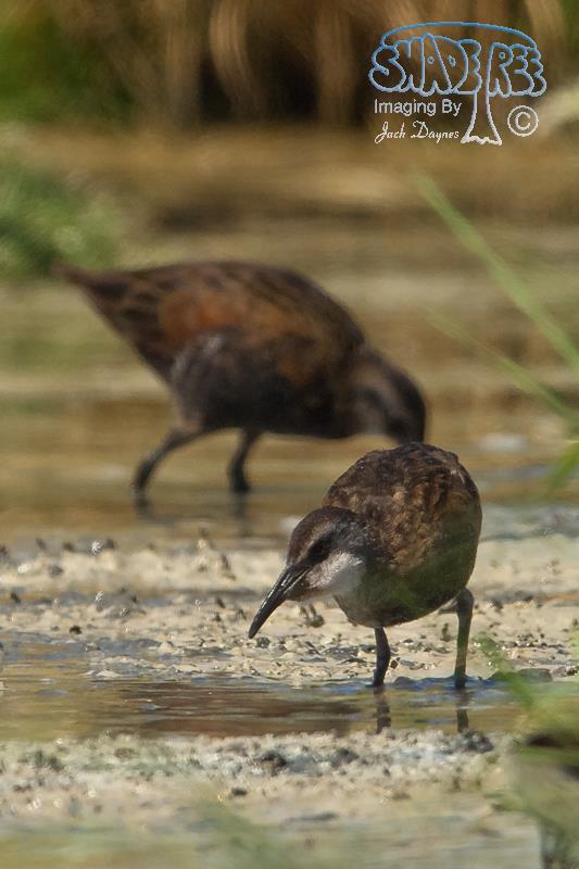 Virginia Rail - Rallus limicola