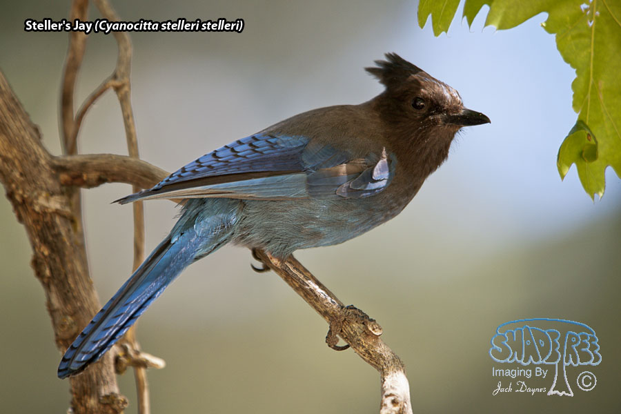 Steller's Jay - Cyanocitta stelleri stelleri