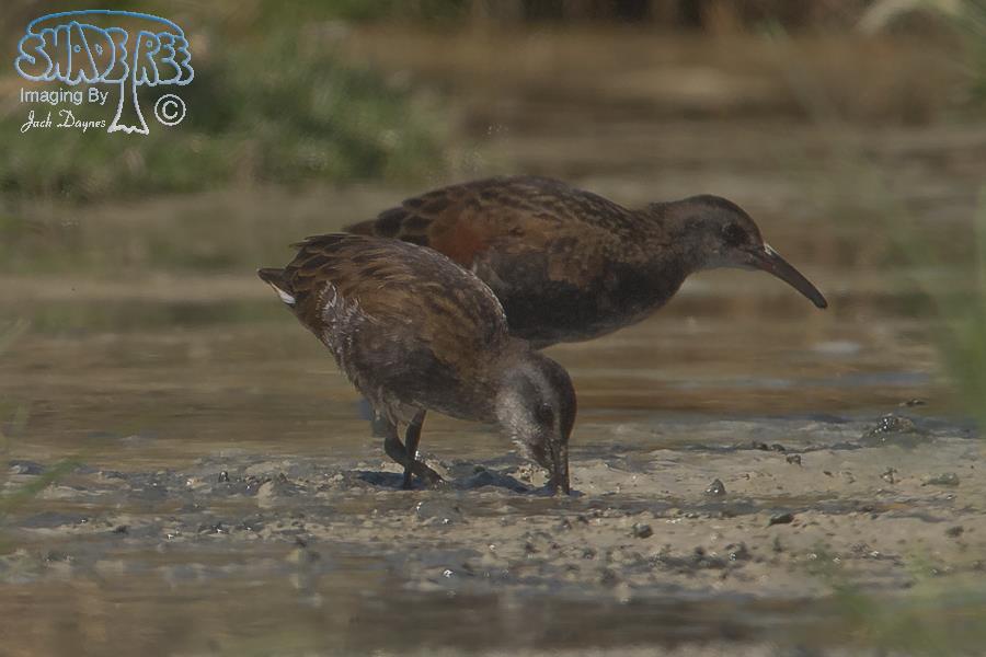 Virginia Rail - Rallus limicola