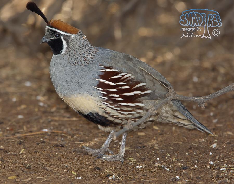 Gambel's Quail - Callipepla gambelii
