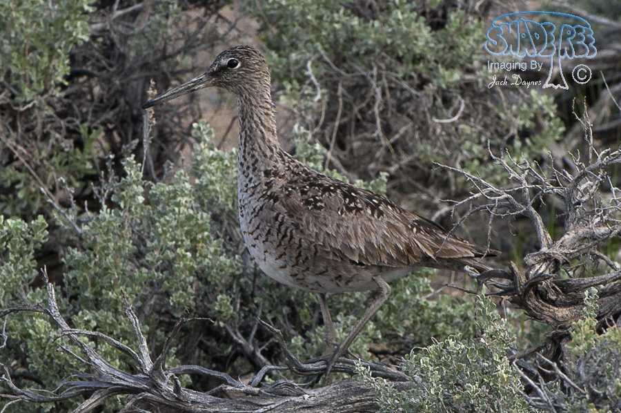 Willet - Tringa semipalmata