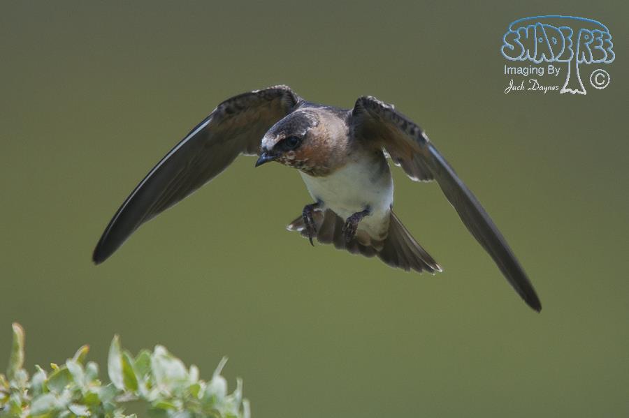 Cliff Swallow - Petrochelidon pyrrhonota