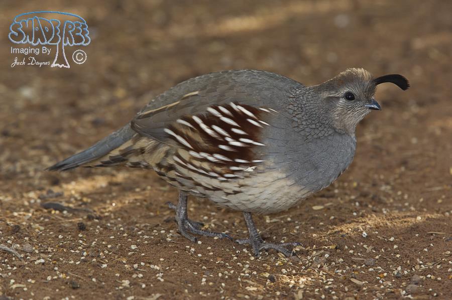Gambel's Quail - Callipepla gambelii