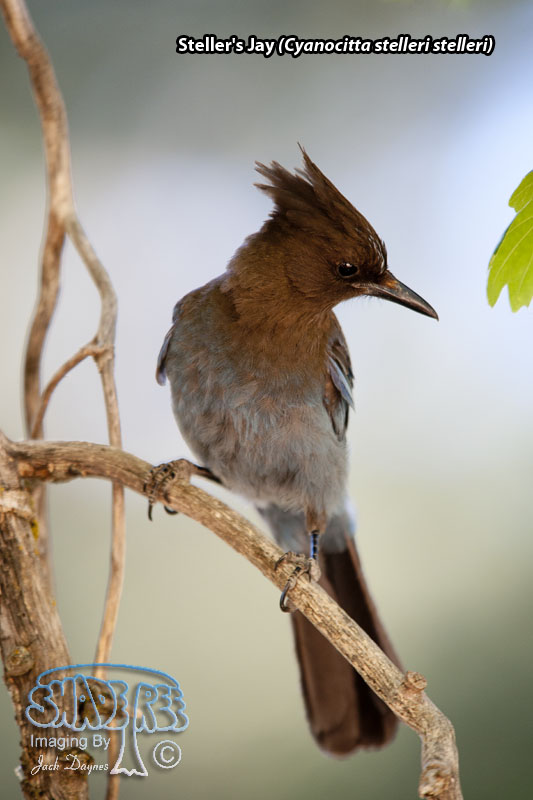 Steller's Jay - Cyanocitta stelleri stelleri