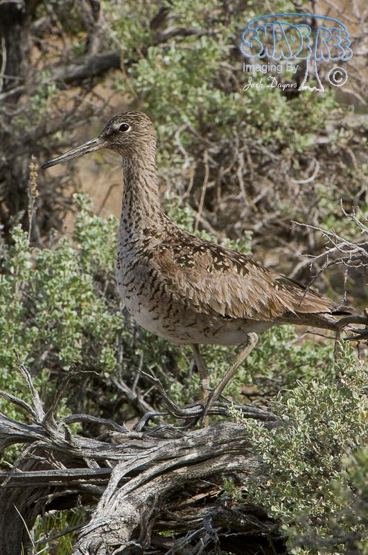 Willet - Tringa semipalmata