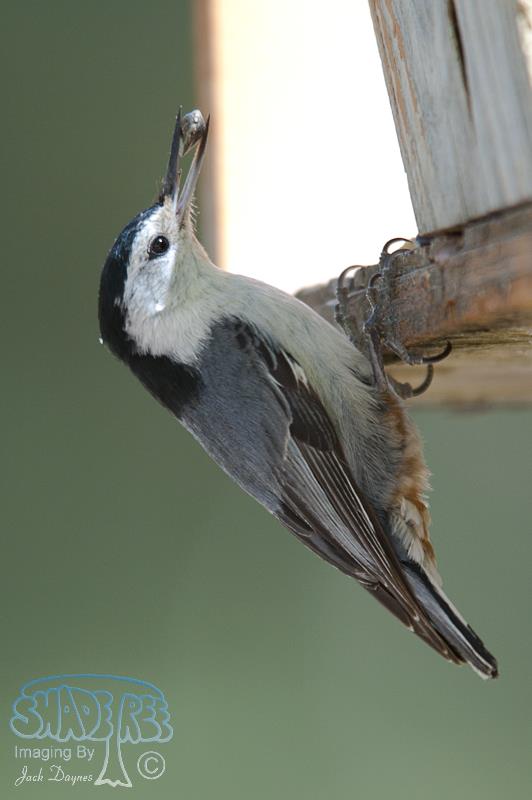 White-Breasted Nuthatch - Sitta carolinensis