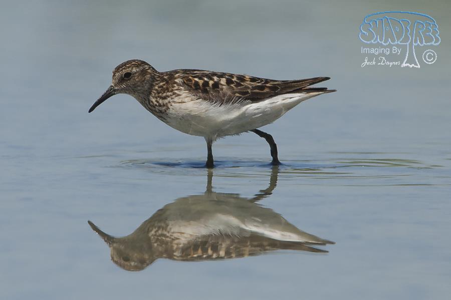 Least Sandpiper - Calidris minutilla