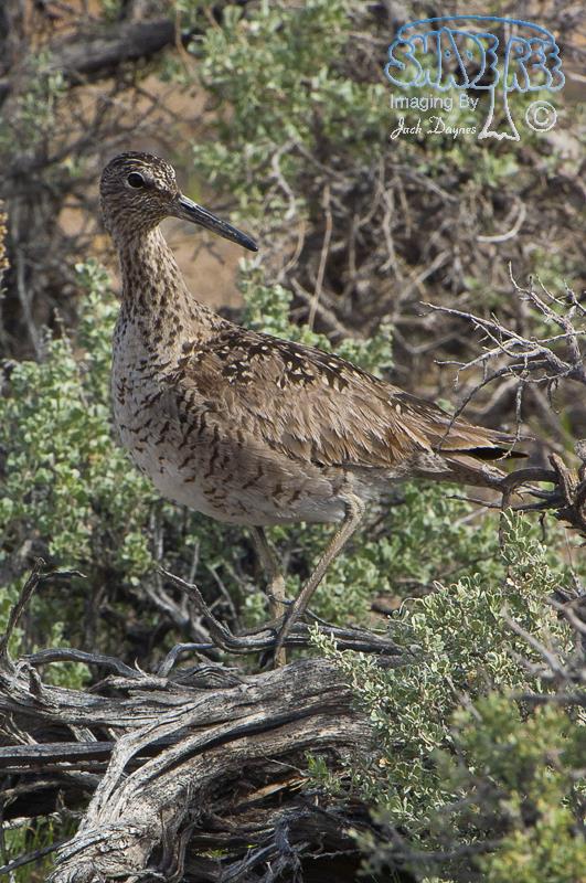 Willet - Tringa semipalmata