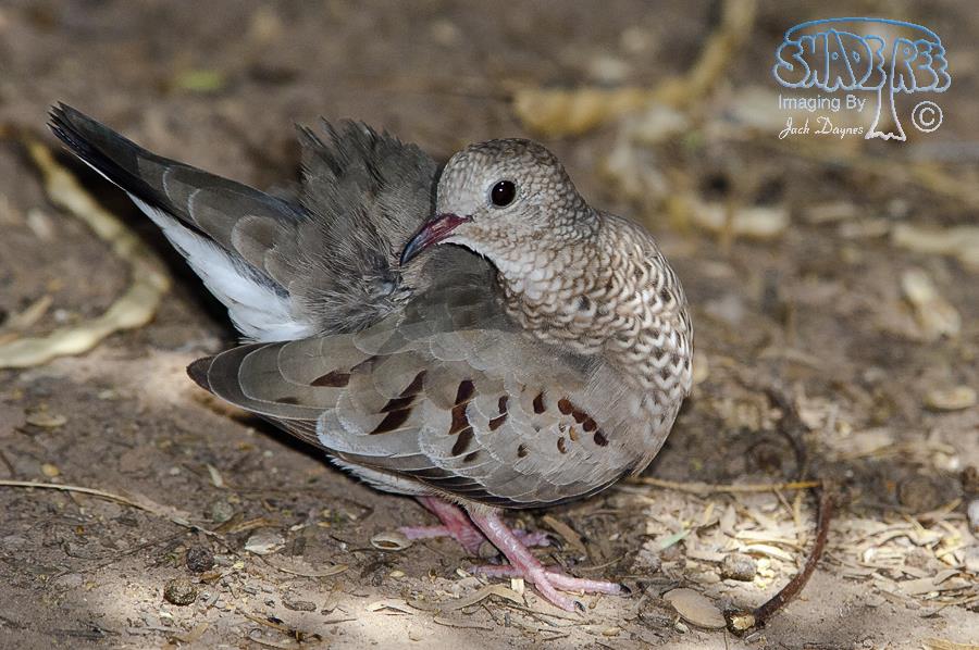 Common Ground-Dove - Columbina passerina