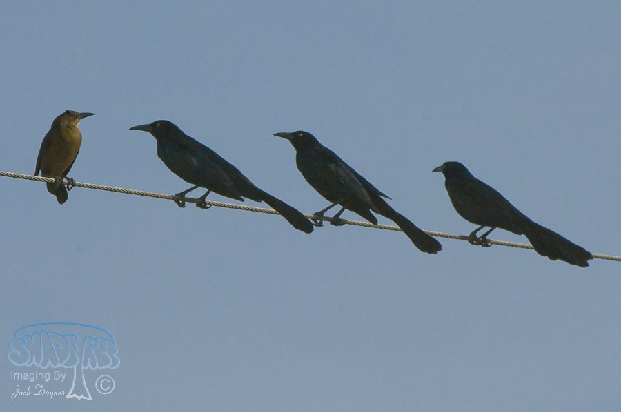 Great-Tailed Grackle - Quiscalus mexicanus