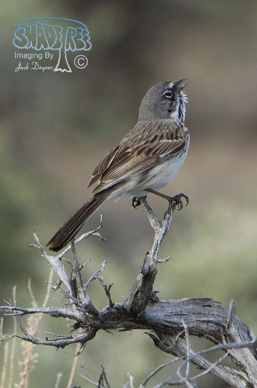 Sagebrush Sparrow - Artemisiospiza nevadensis