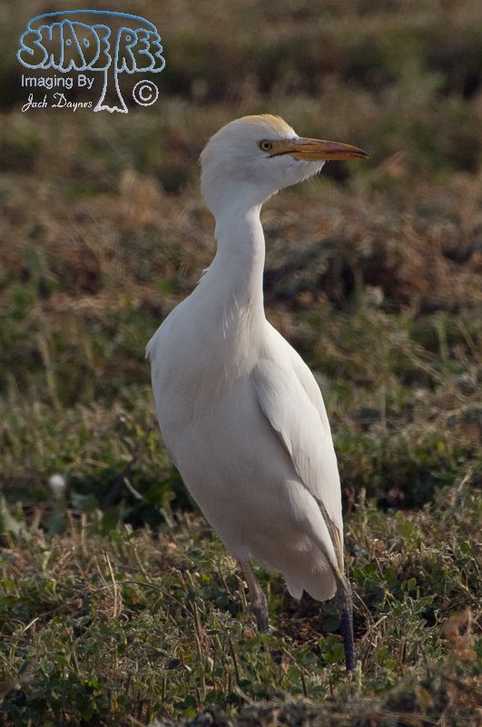 Cattle Egret - Bubulcus ibis