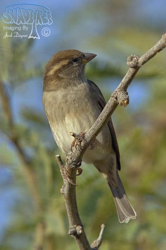 House Sparrow - Passer domesticus