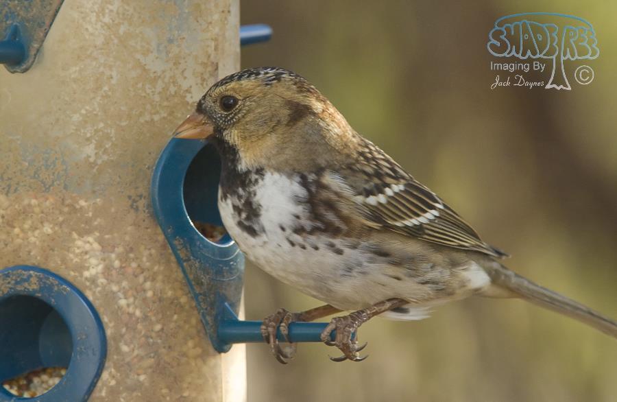 Harris' Sparrow - Zonotrichia querula