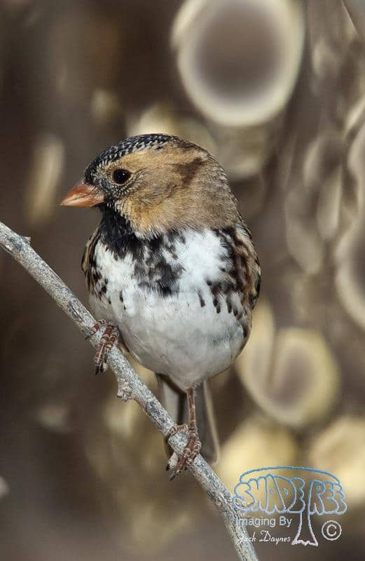 Harris's Sparrow - Zonotrichia querula