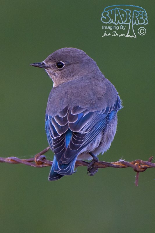 Mountain Bluebird - Sialia currucoides