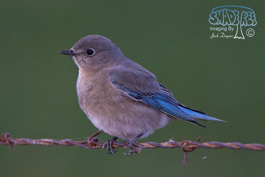 Mountain Bluebird - Sialia currucoides