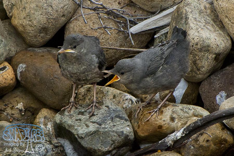 American Dipper - Cinclus mexicanus