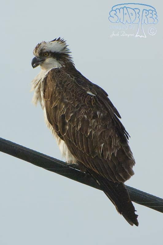 Osprey - Pandion haliaetus