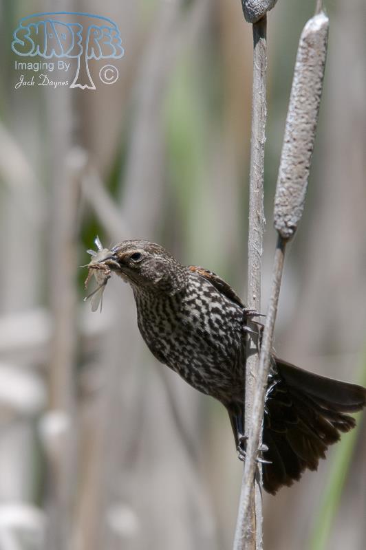 Red-Winged Blackbird - Agelaius phoeniceus
